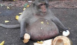 娱乐吃瓜酱猴子,揭秘猴子背后的娱乐产业秘密